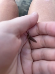 Hexagenia bilineata