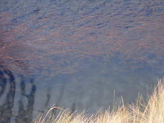 Myriophyllum quitense