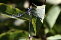 Lestes congener