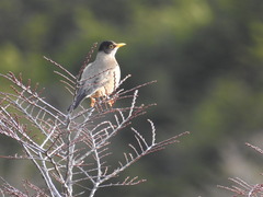 Turdus falcklandii
