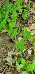 Taenidia integerrima