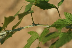 Rubus leucodermis