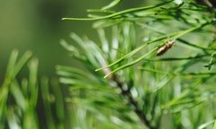 Reduviidae