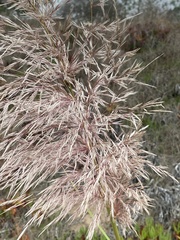 Cortaderia