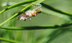 Reduviidae
