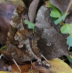 Polygonia comma