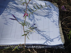 Vicia monantha