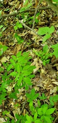 Taenidia integerrima