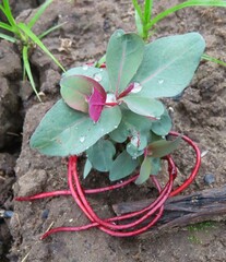 Hypericum virginicum