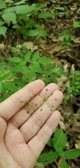 Taenidia integerrima