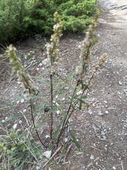 Solidago simplex