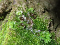 Marchantia