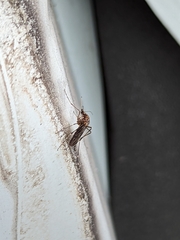 Aedes camptorhynchus