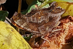 Polygonia comma