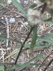 Solidago simplex