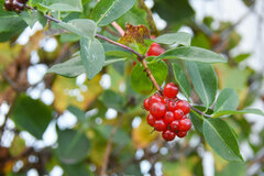 Lonicera periclymenum