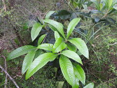 Eriobotrya japonica