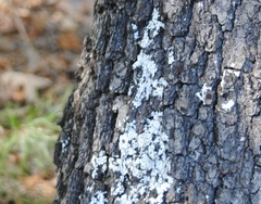 Parmelina tiliacea