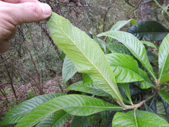 Eriobotrya japonica