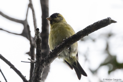Spinus barbatus