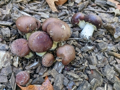 Stropharia rugosoannulata