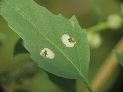 Chrysoesthia sexguttella