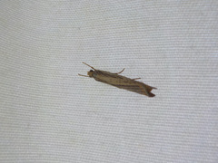 Agriphila