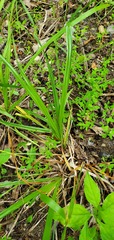 Carex blanda