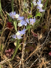 Limonium lobatum