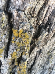 Xanthomendoza weberi