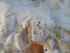 Laetiporus gilbertsonii