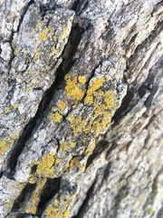 Xanthomendoza weberi
