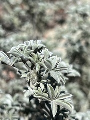 Lupinus albifrons
