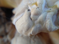 Laetiporus gilbertsonii