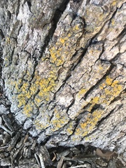 Xanthomendoza weberi