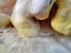 Laetiporus gilbertsonii