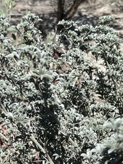 Lupinus albifrons