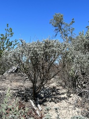 Lupinus albifrons