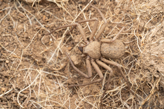 Sicarius thomisoides