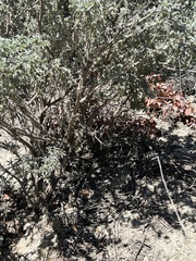 Lupinus albifrons