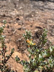 Acmispon dendroideus dendroideus
