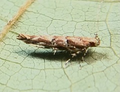 Anatrachyntis rileyi