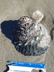 Megastraea undosa