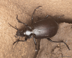Calosoma vagans