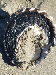 Megastraea undosa