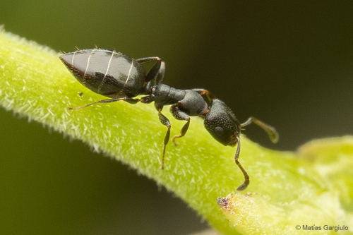 Myrmelachista hoffmanniMyrmelachista hoffmanni