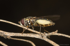 Allograpta hortensis