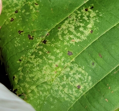 Phyllonorycter lucetiella