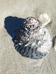Megastraea undosa