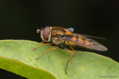 Syrphus octomaculatus